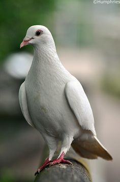 a white bird sitting on top of a piece of wood