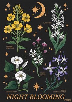 the night blooming poster is shown with various flowers and stars on black background,