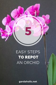 purple flowers with the text 5 easy steps to repot an orchid