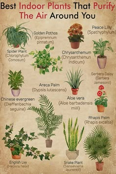 the best indoor plants that purify the air around you poster is shown in an old