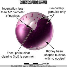 a diagram showing the structure of an eggplant and how it is made up