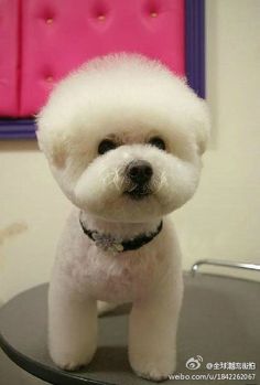 a small white dog standing on top of a table next to a pink wall and purple frame