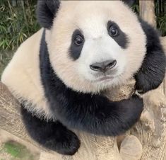 a panda bear sitting on top of a tree branch with its paws in the air