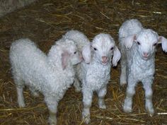 three lambs are standing in the hay together