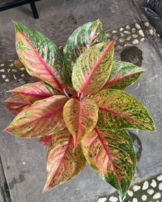 a red and green plant sitting on top of a cement floor next to a sidewalk