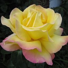 a yellow and pink rose with green leaves