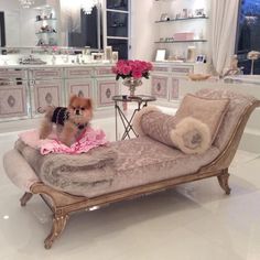 a small dog sitting on top of a couch in a room with white walls and flooring