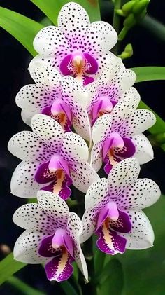 purple and white flowers with green leaves in the background