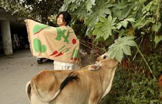 a cow standing next to a fence with a blanket on it's back and a woman looking up