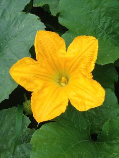 a yellow flower with large green leaves around it's center, in the middle of a garden