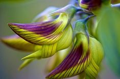 purple and yellow flowers with green leaves in the background