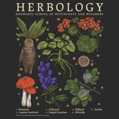 the book cover for herbology