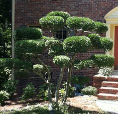 there is a small tree in front of the door and steps to another building with a red door