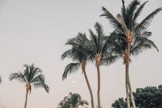 palm trees with the moon in the background