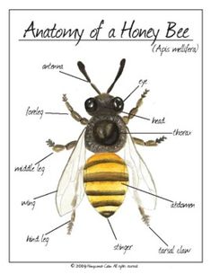 the anatomy of a honey bee