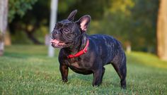 Are you curious about the most popular dog breeds in California and what makes them stand out? California’s…