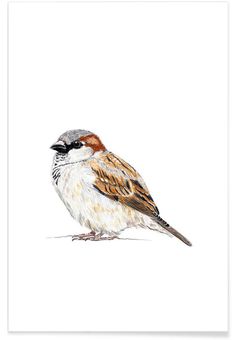 a watercolor painting of a bird sitting on top of a white sheet with brown and orange feathers