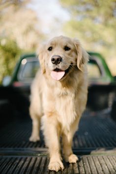 a dog standing on the back of a pickup truck with its tongue out and it's tongue hanging out