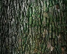 the bark of a tree with green moss on it