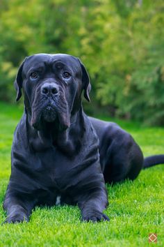 a large black dog laying in the grass