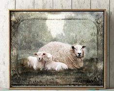 a sheep and two lambs are sitting in the grass