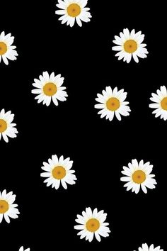 white daisies are arranged in rows on a black background, with yellow center centers