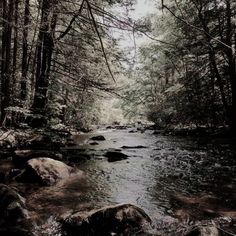 a river running through a forest filled with lots of rocks and trees in the distance