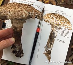 a hand holding an open book with pictures of mushrooms on it and writing about them