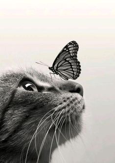 a black and white photo of a cat with a butterfly on its nose