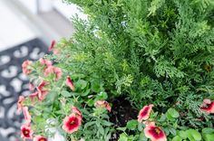 red and pink flowers are growing in a potted planter with green leaves on the outside