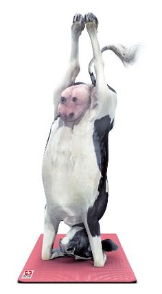 a black and white dog standing on its hind legs with it's front paws in the air