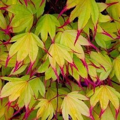 the leaves are green and yellow with red tips on them, as well as pink stems