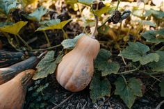 two gourds that are sitting on the ground next to some leaves and plants