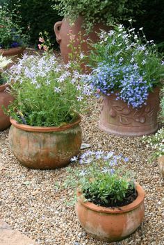 several potted plants are sitting in the gravel