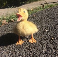 a little duckling is standing on the road with its mouth open and it's tongue out