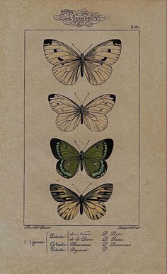 three different butterflies are shown in this antique print, one is green and the other is yellow