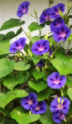 purple flowers with green leaves in front of a white wall