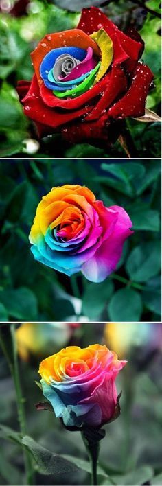 three different colored roses with water droplets on them, and the same one in color