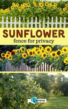 the sunflower fence for privacy is shown in two different pictures, one with yellow flowers and