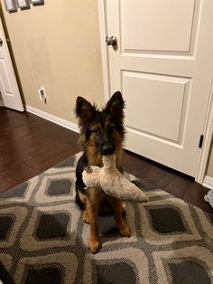 a dog sitting on the floor with a stuffed animal in its mouth next to a door