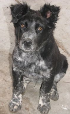 a black and white dog sitting on the ground