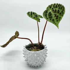 a plant in a white vase with spiky leaves on the top and bottom