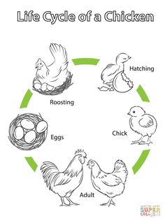 life cycle of a chicken worksheet for kids and adults to learn how to hatch eggs