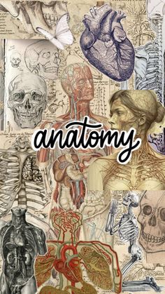 an image of anatomy with the words anatomy above it and images of human body parts