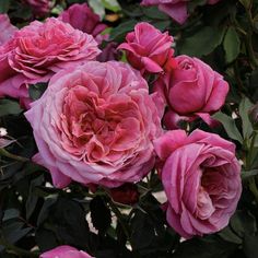 pink roses are blooming in the garden