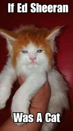 an orange and white cat is being held in someone's hand with the caption if ed sheran was a cat