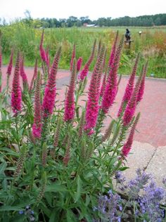 purple flowers are growing in a flower bed