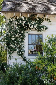 white roses growing on the side of a house