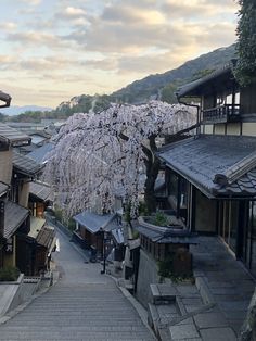 a narrow street lined with houses and trees covered in blossoming cherry blossoms at dusk