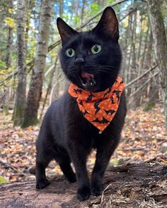 a black cat wearing an orange bandana in the woods